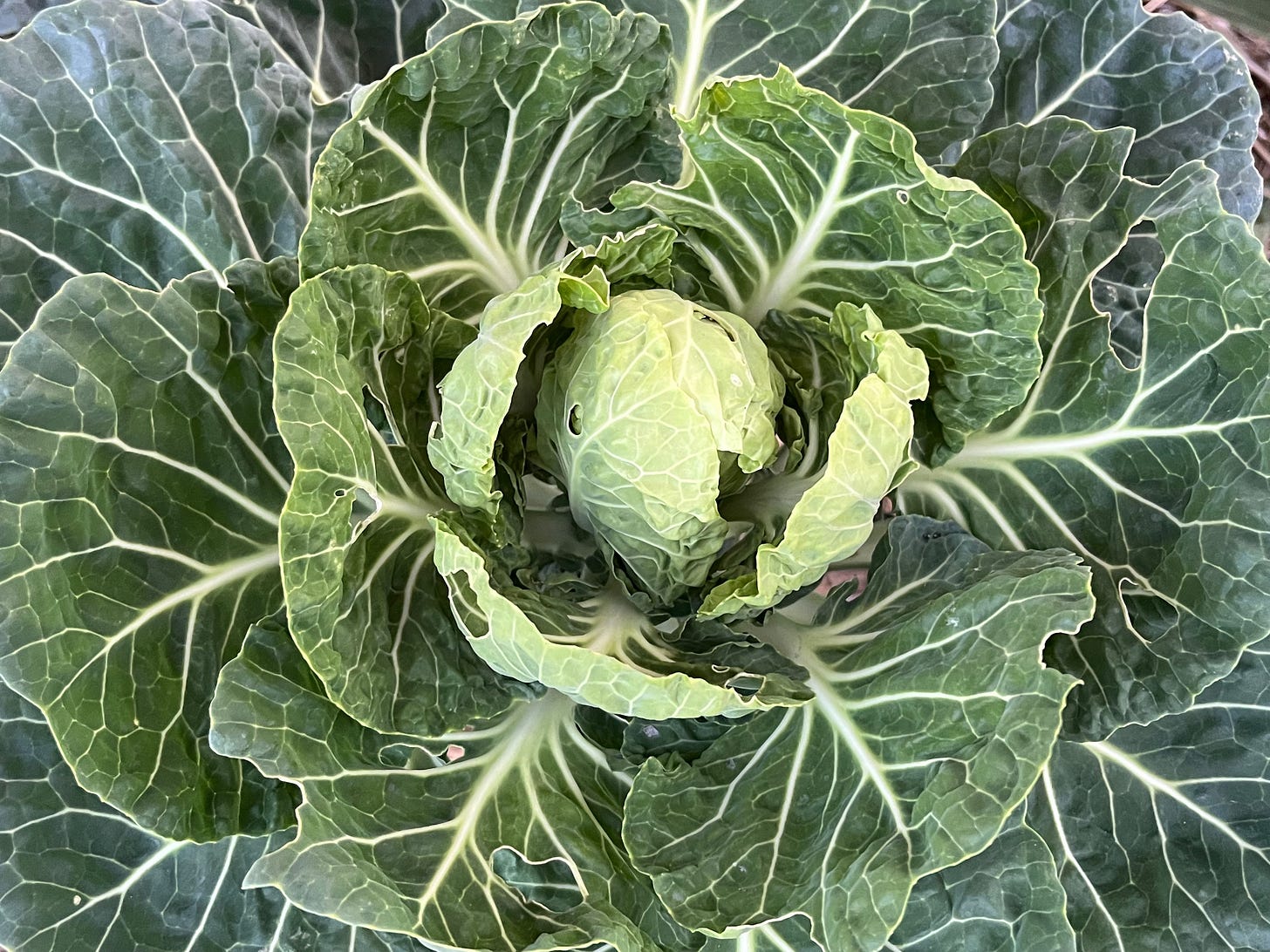 An overhead picture of a head of cabbage