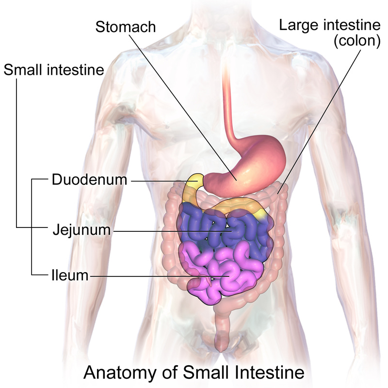 Anatomy surrounding the small intestine