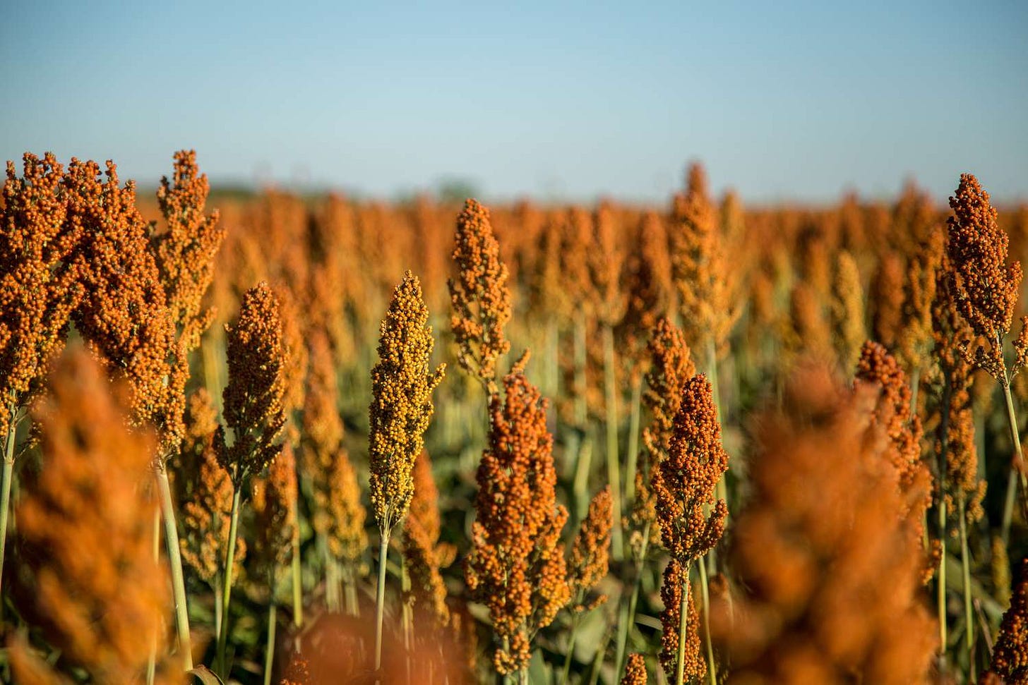 What Is Sorghum?