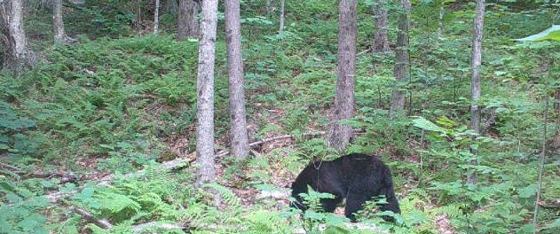 Black bear walking through Vermont woods.