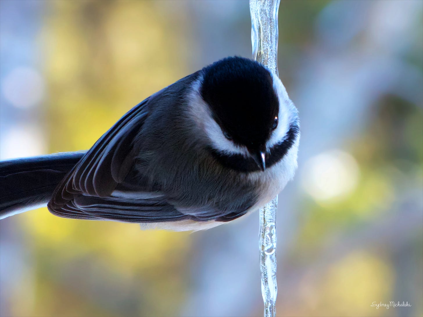 A close-up of a Black-capped Chickadee perching on an icicle.