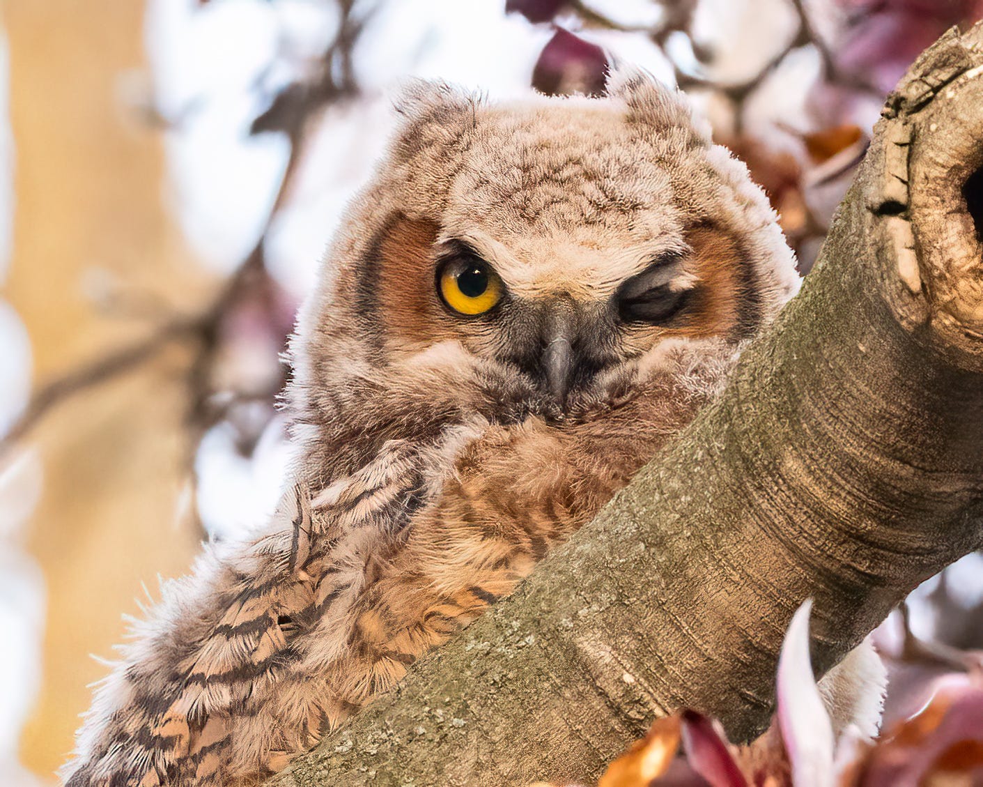 The owl is in a magnolia tree with faint pink flowers in the background. A large limb cuts across the front of the image. The owl sits on that branch and winks its left eye.