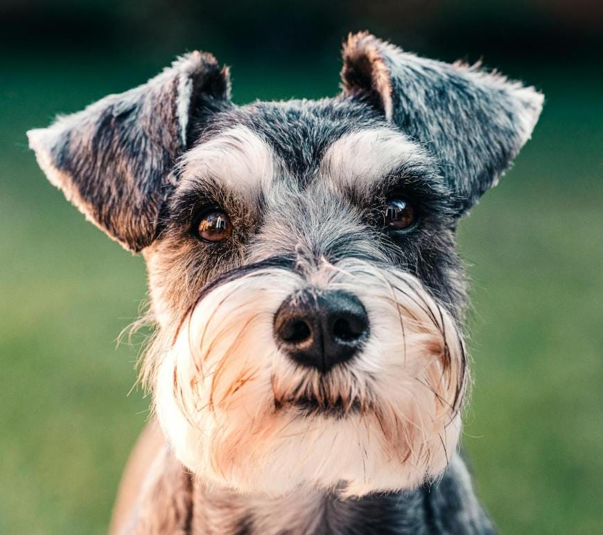 black and white long coated small sized dog