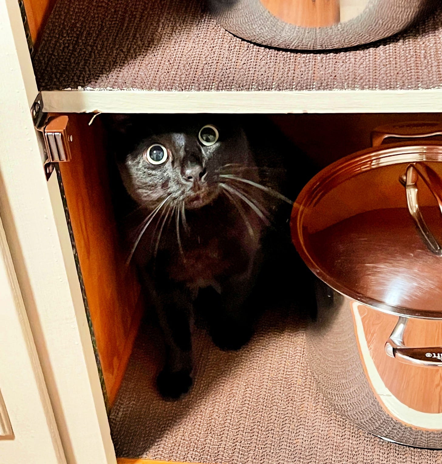 Black cat hiding in cupboard with pots & pans.