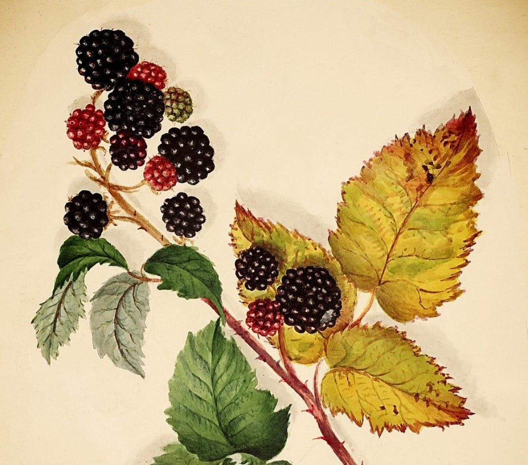 Drawing of red and deep purple blackberries of various sizes on the stem with green and faded gold leaves on a sepia-toned background. 