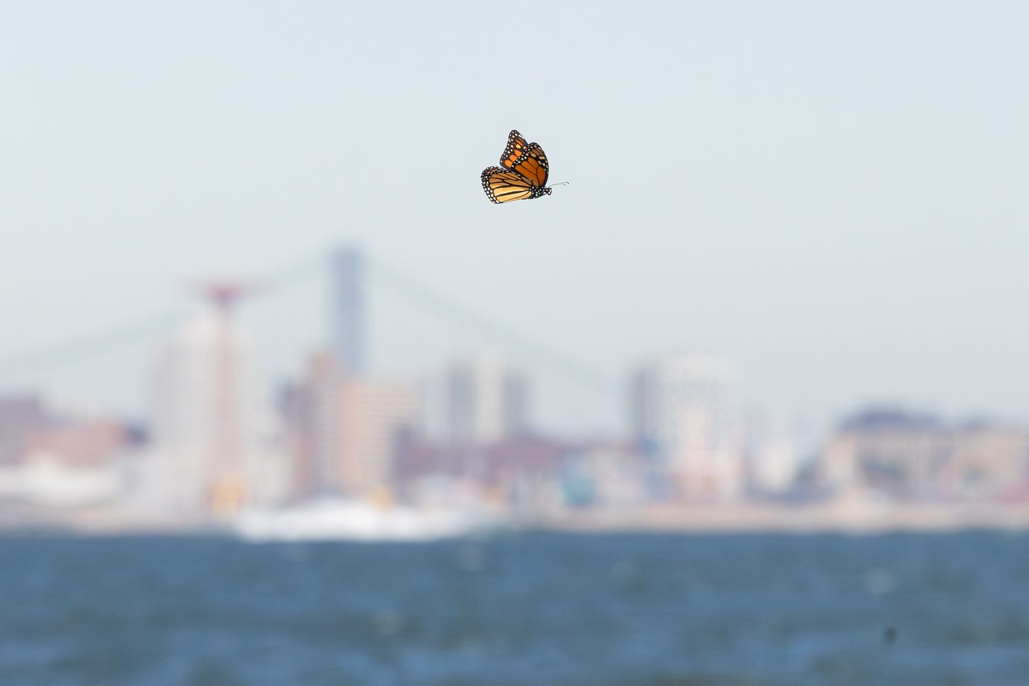 a big orange butterfly with black webbing, flying to the right against a blurry background showing the coney island parachue jump and verazzano narrows bridge.