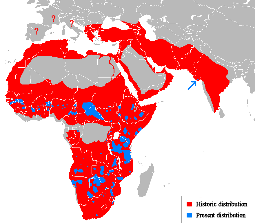 a map showing the historic distribution of lions, throughout Africa and the Middle East except deserts, plus south Asia and south eastern europe. the present distribution, overlaid on top, is a few tiny patches of land in Africa