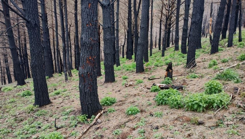 Árboles quemados tras los incendios de primavera de 2023 en Asturias