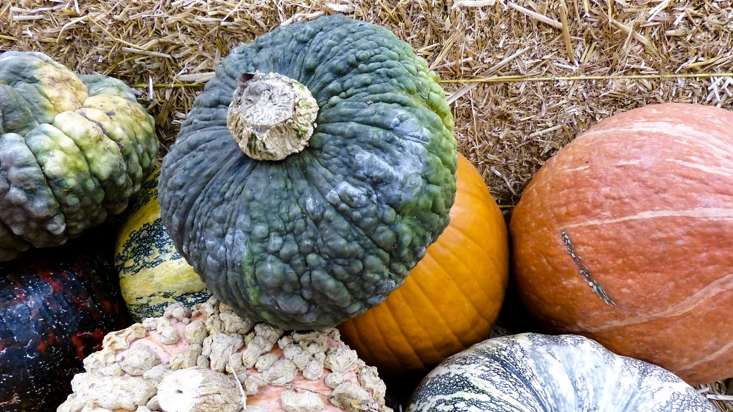 A blue bumpy pumpkin is the centerpiece for this stack of gourds and pumpkins