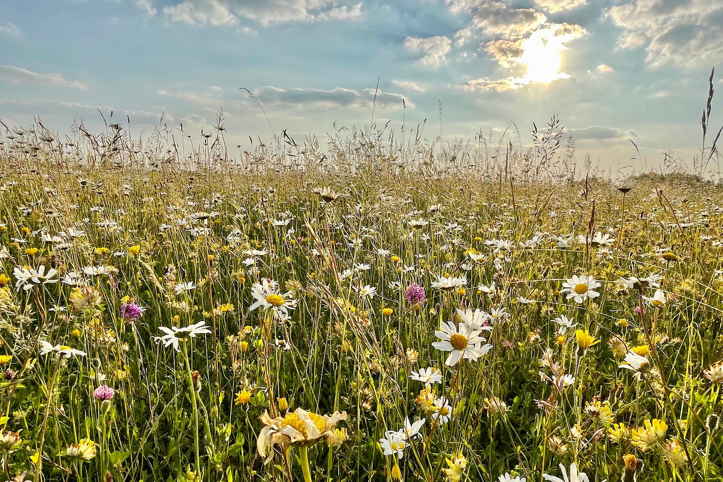 A wildflower summer meadow
