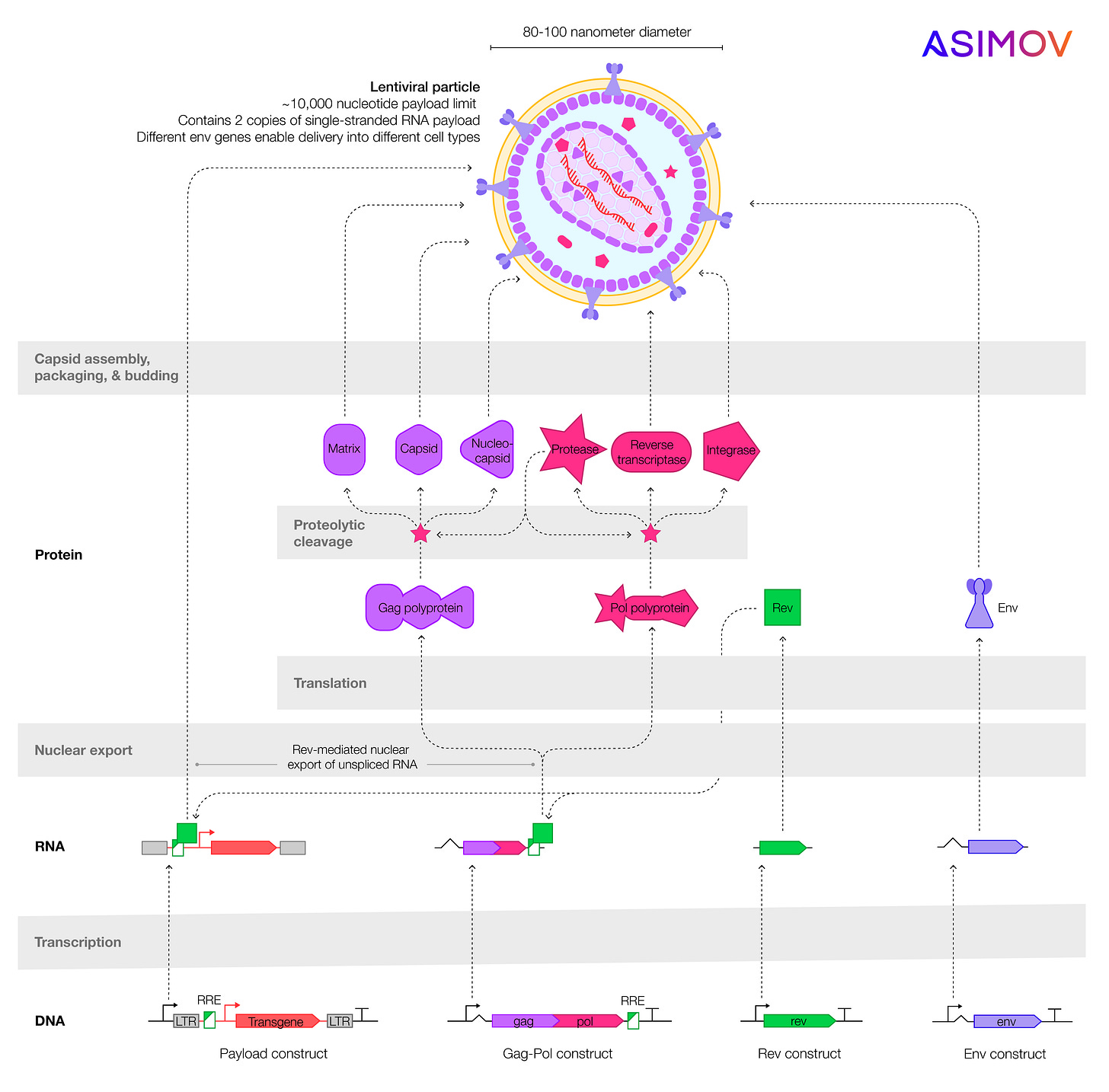 lv_genetics_for_blog_v5