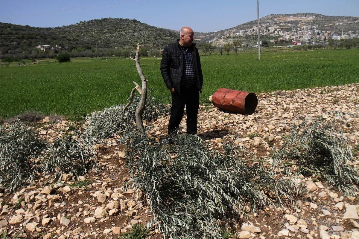 Israel settlers uproot, destroy 70 ancient olive trees in the occupied west  Bank – Middle East Monitor