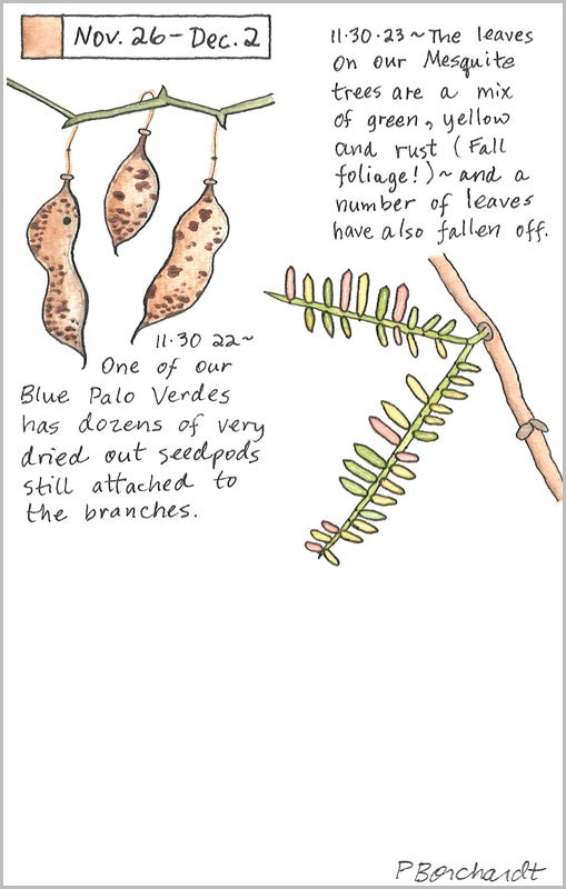 Perpetual Journal, week of Nov. 26 - Dec. 2: Mesquite Tree Leaves (2023); Blue Palo Verde Seedpods (2022)