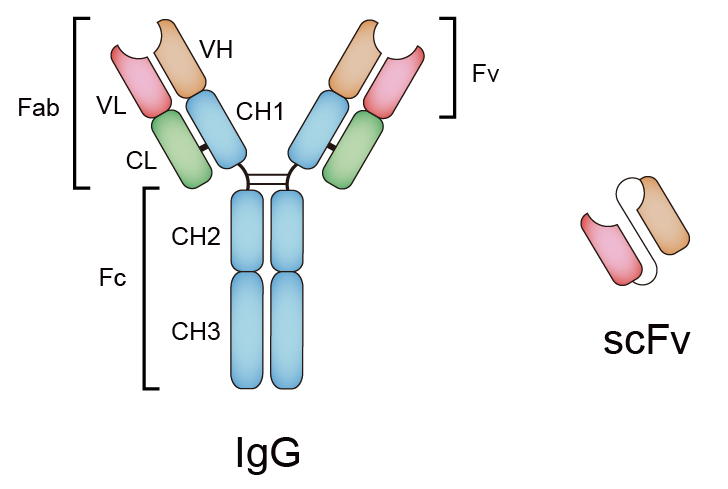 scFv Fragment Antibody - Creative Biolabs