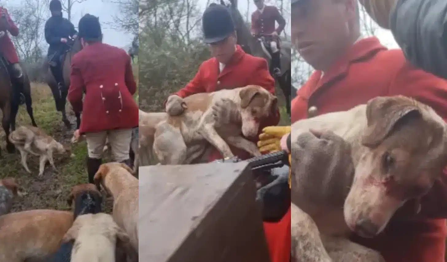The Thurlow Foxhound after being kicked, footage from North London Hunt Sabs, 2025