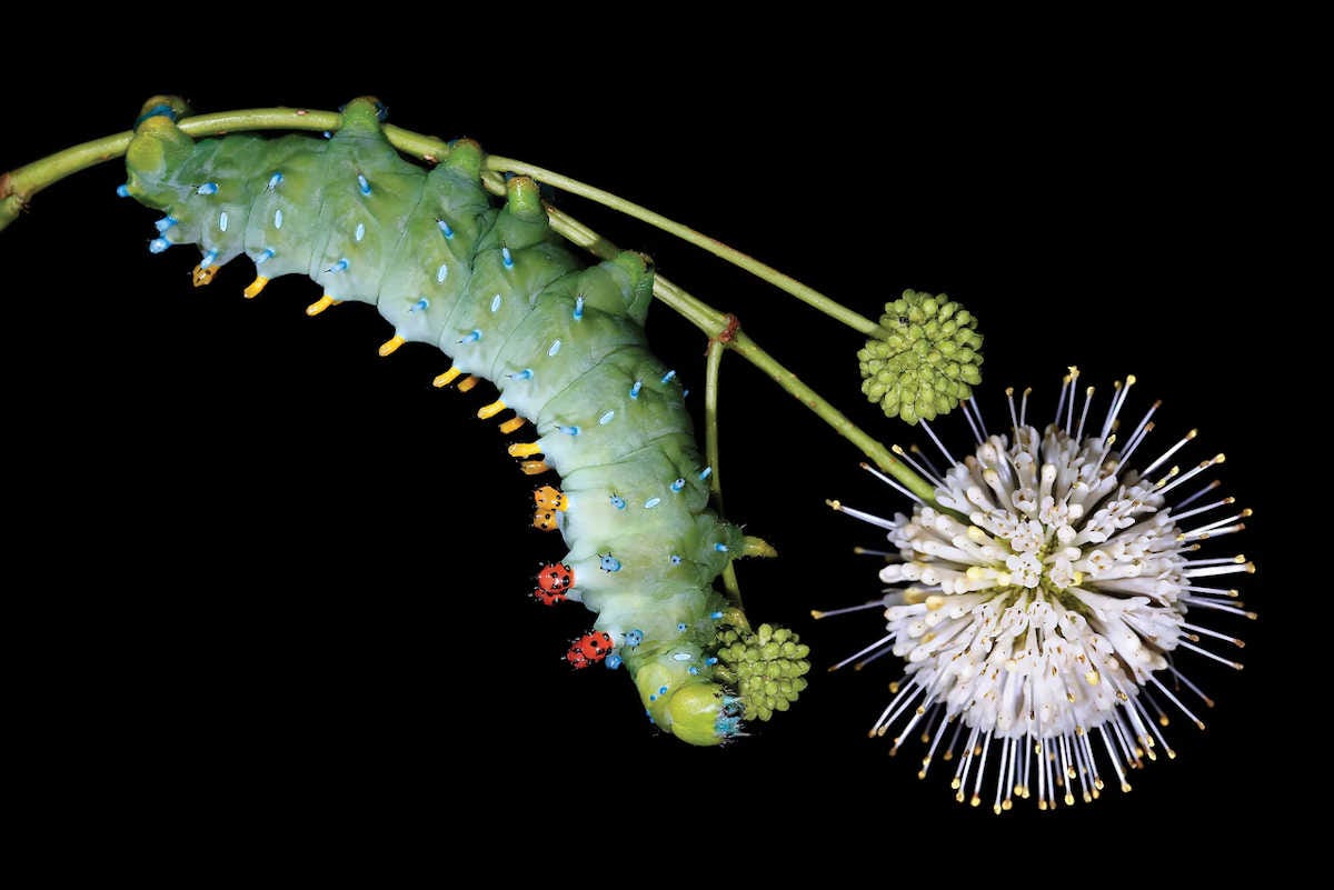 una oruga grande y verde brillante, llena de protuberancias de colores llamativos, está colgando sobre una flor