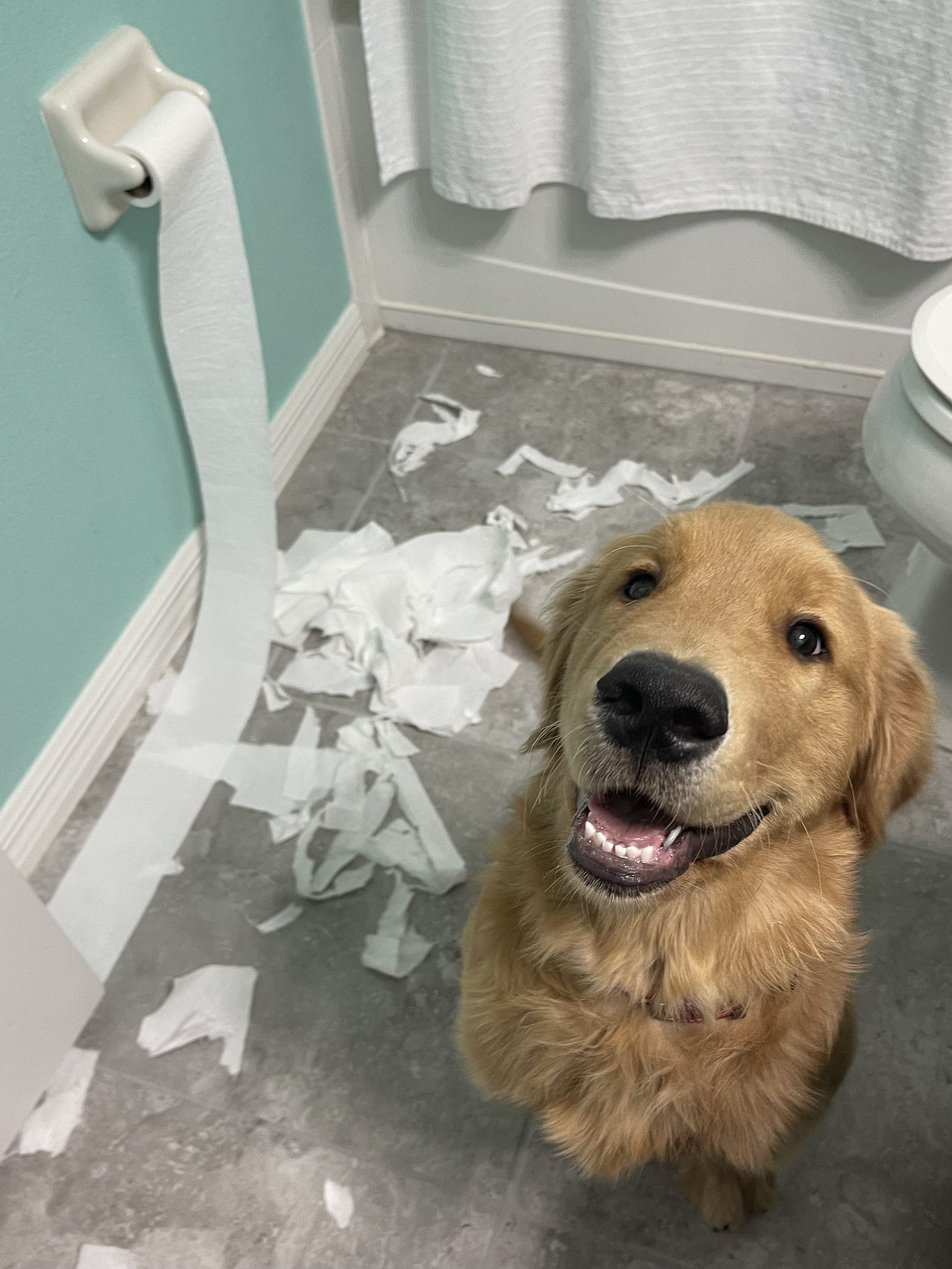 a happy golden retriever puppy sitting next to ripped up toilet paper roll
