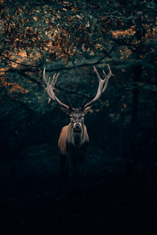 Deer in the woods.