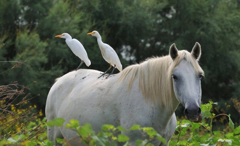 Aironi Guardabuoi a cavallo