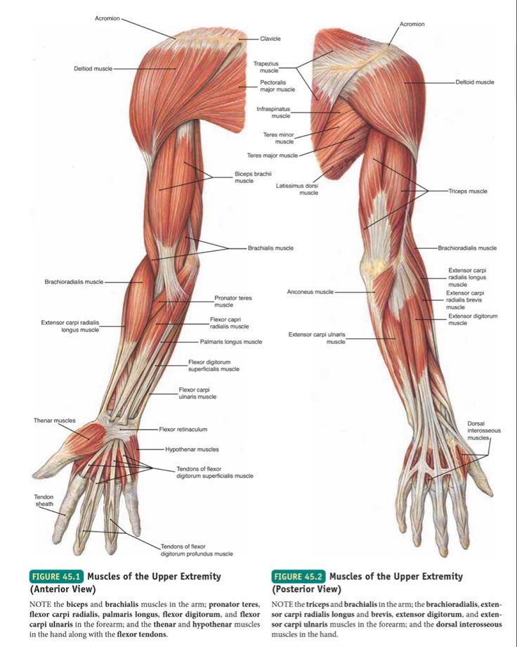 Muscles of Upper limb : Anterior and Posterior view | Human muscle anatomy,  Muscle anatomy, Human body anatomy
