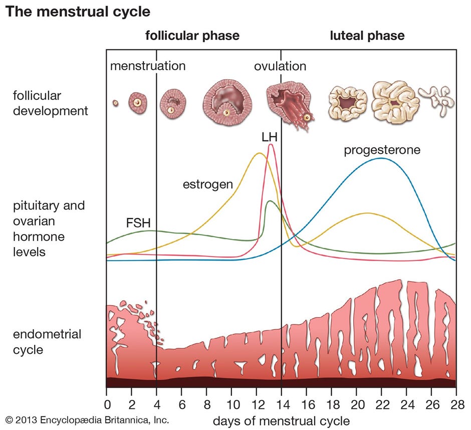 The Magical Menstrual cycle