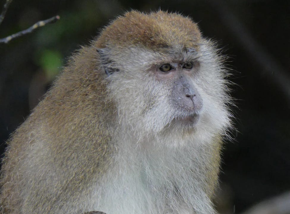 Photo of the author taken early morning — a monkey in Tg Rhu Mangrove Swamp, Langkawi, Malaysia — photo taken by the author