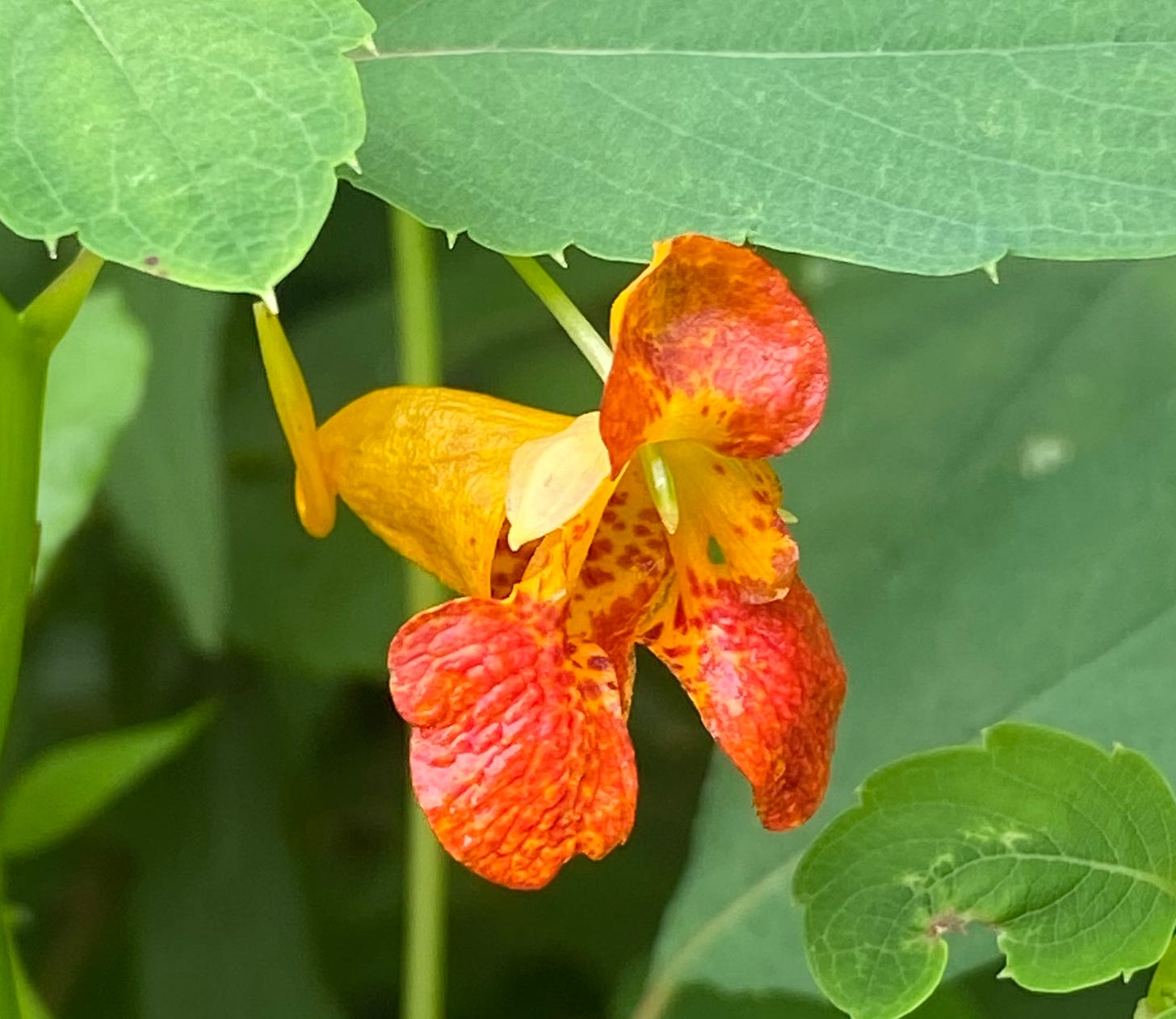 Flower of Impatiens capensis, Jewelweed 