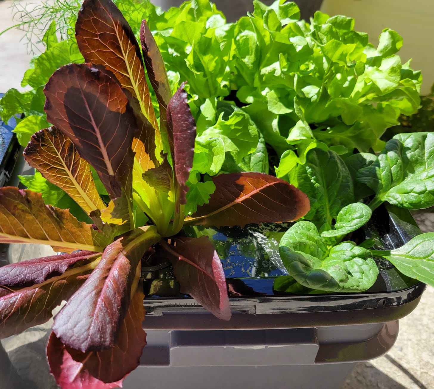 Several varieties of lettuce growing in a hydroponic system.