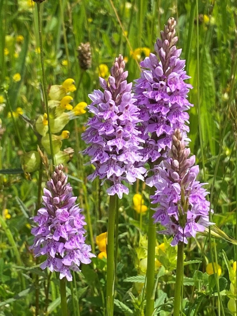 spotted orchid great dixter