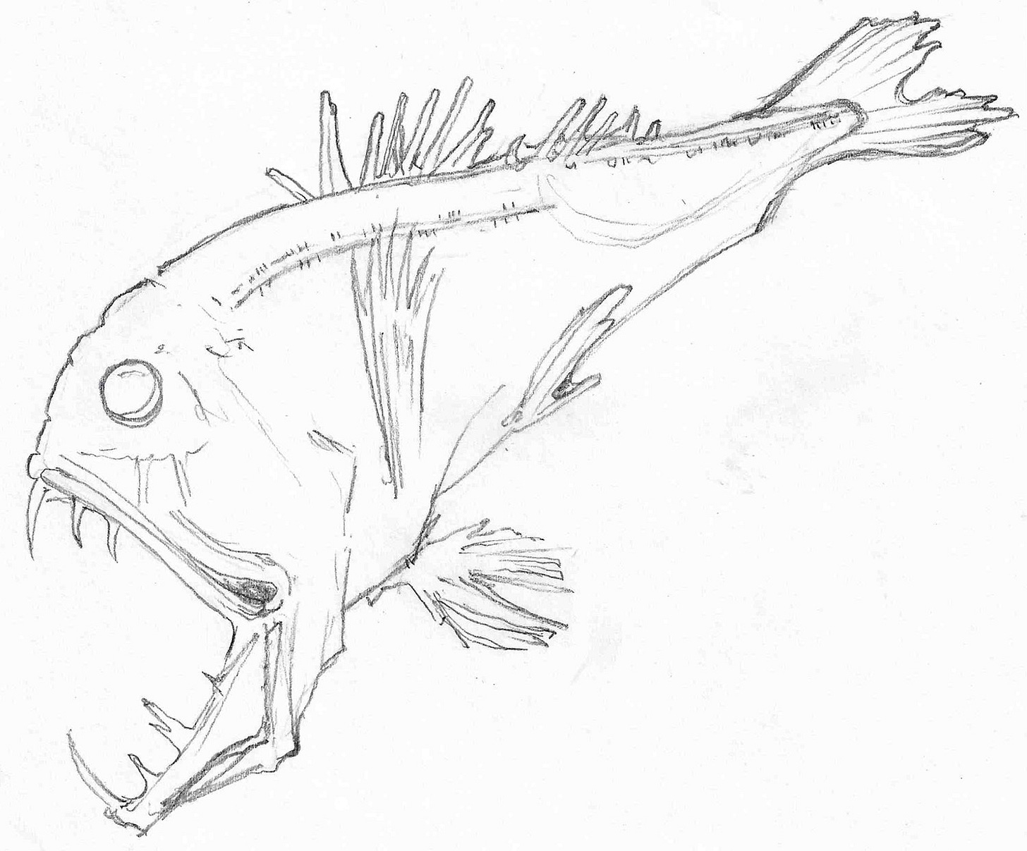 Pencil sketch of a Fangtooth fish