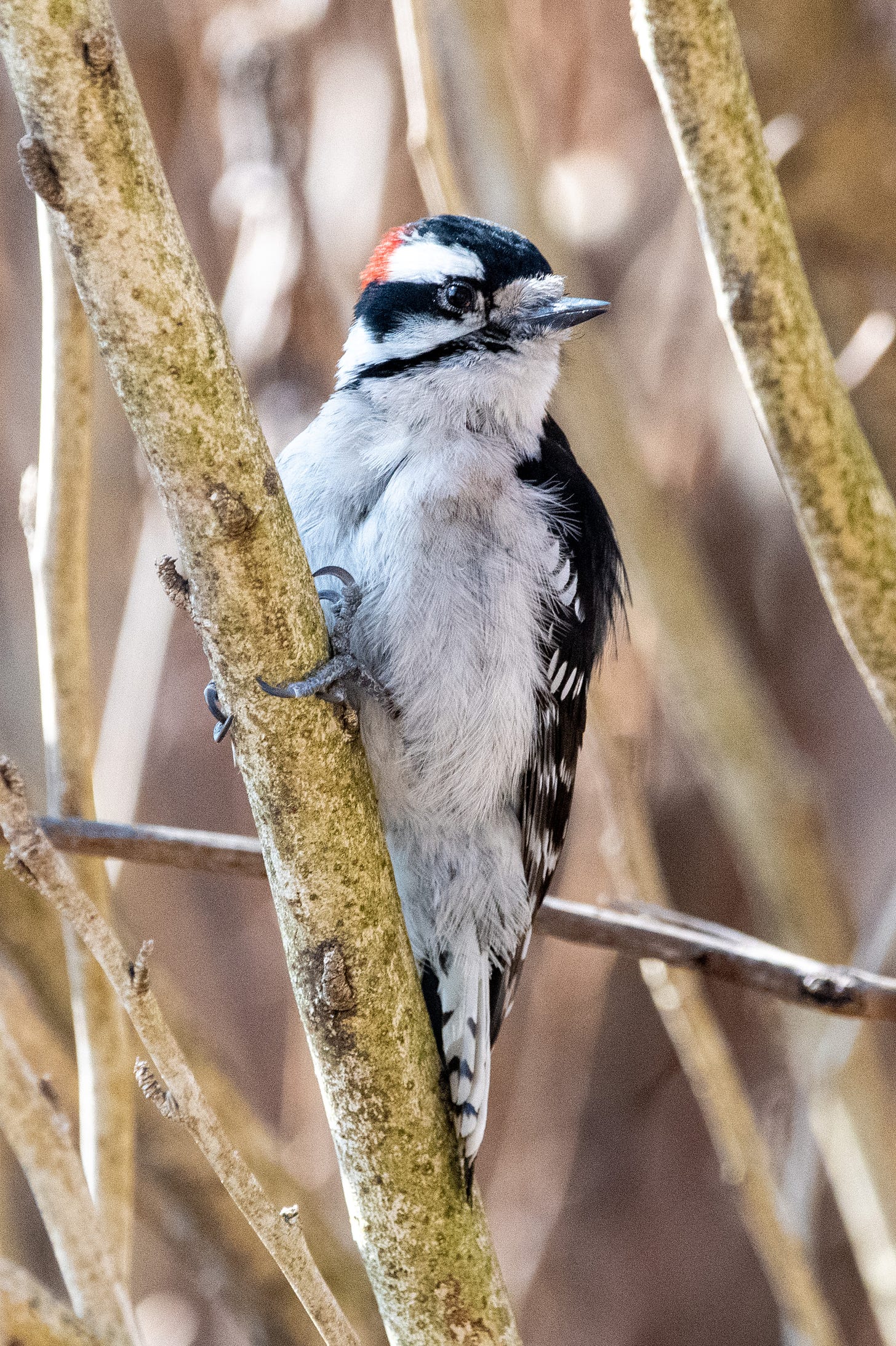 Downy woodpecker gripping a narrow tree trunk, looking to the side