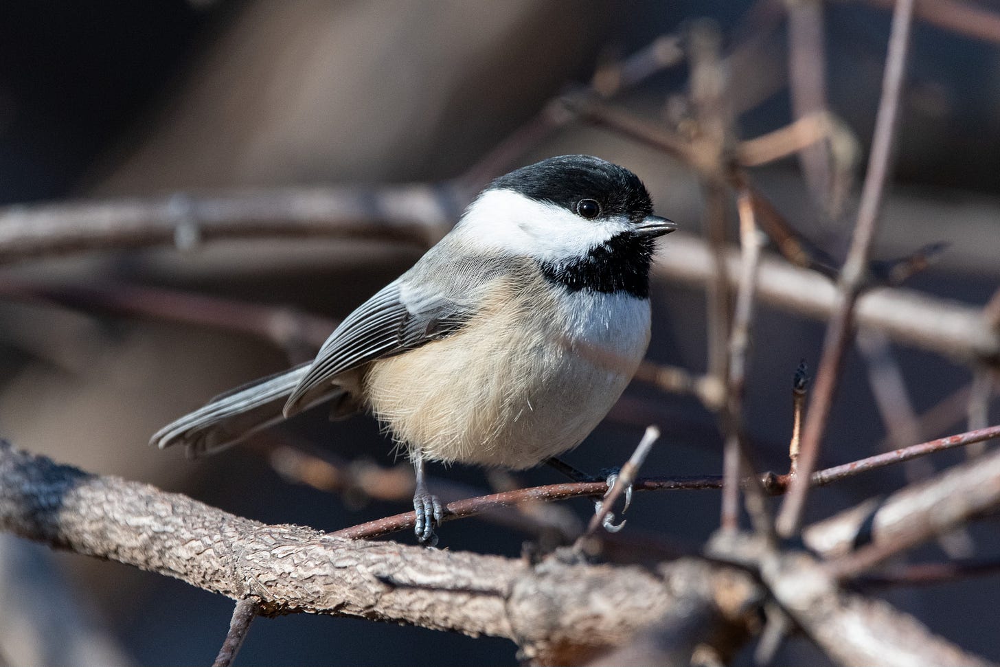 A small, debonair bird with a black cap and a white triangle on its cheek is perched on a bare crabapple branch