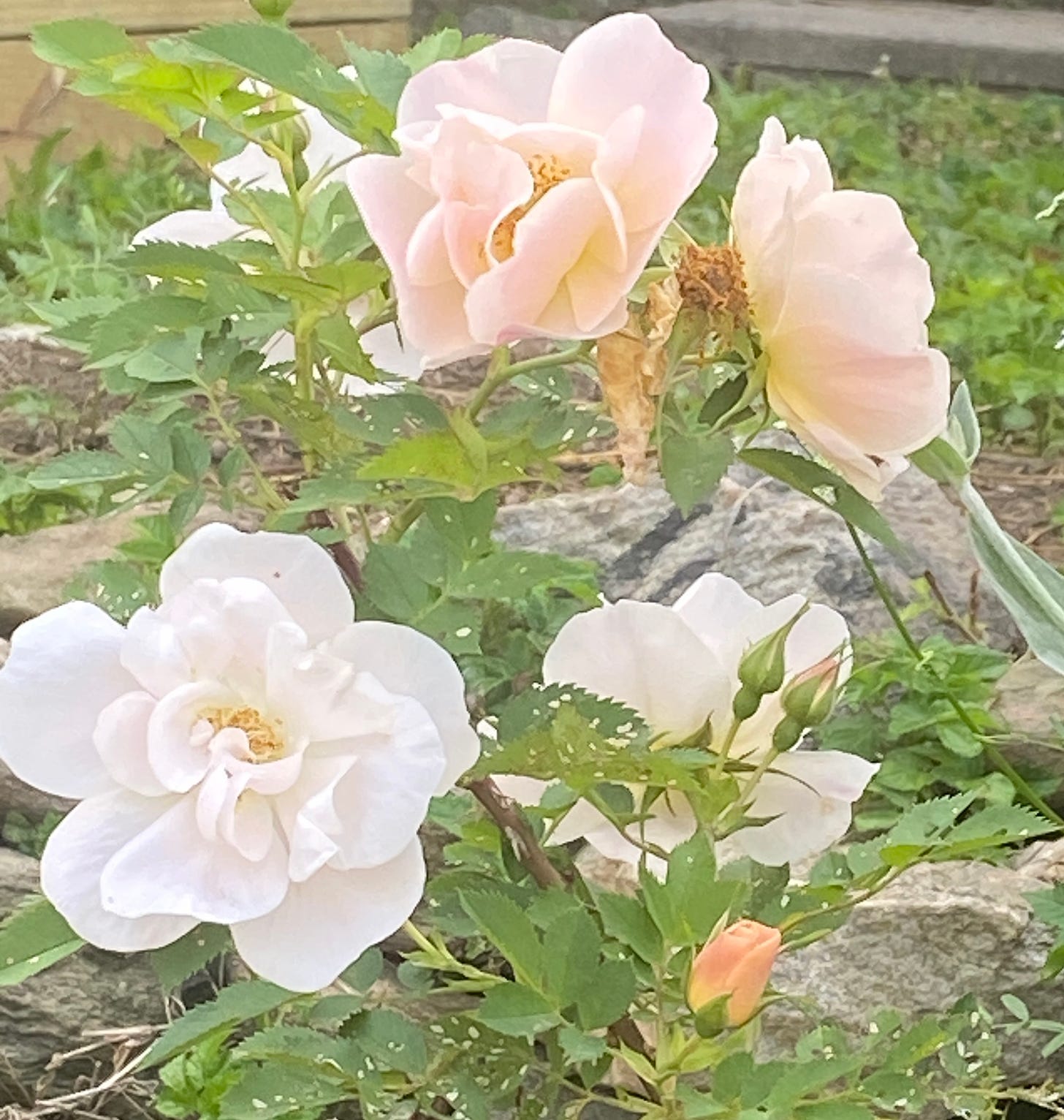 pink flowers against green grass