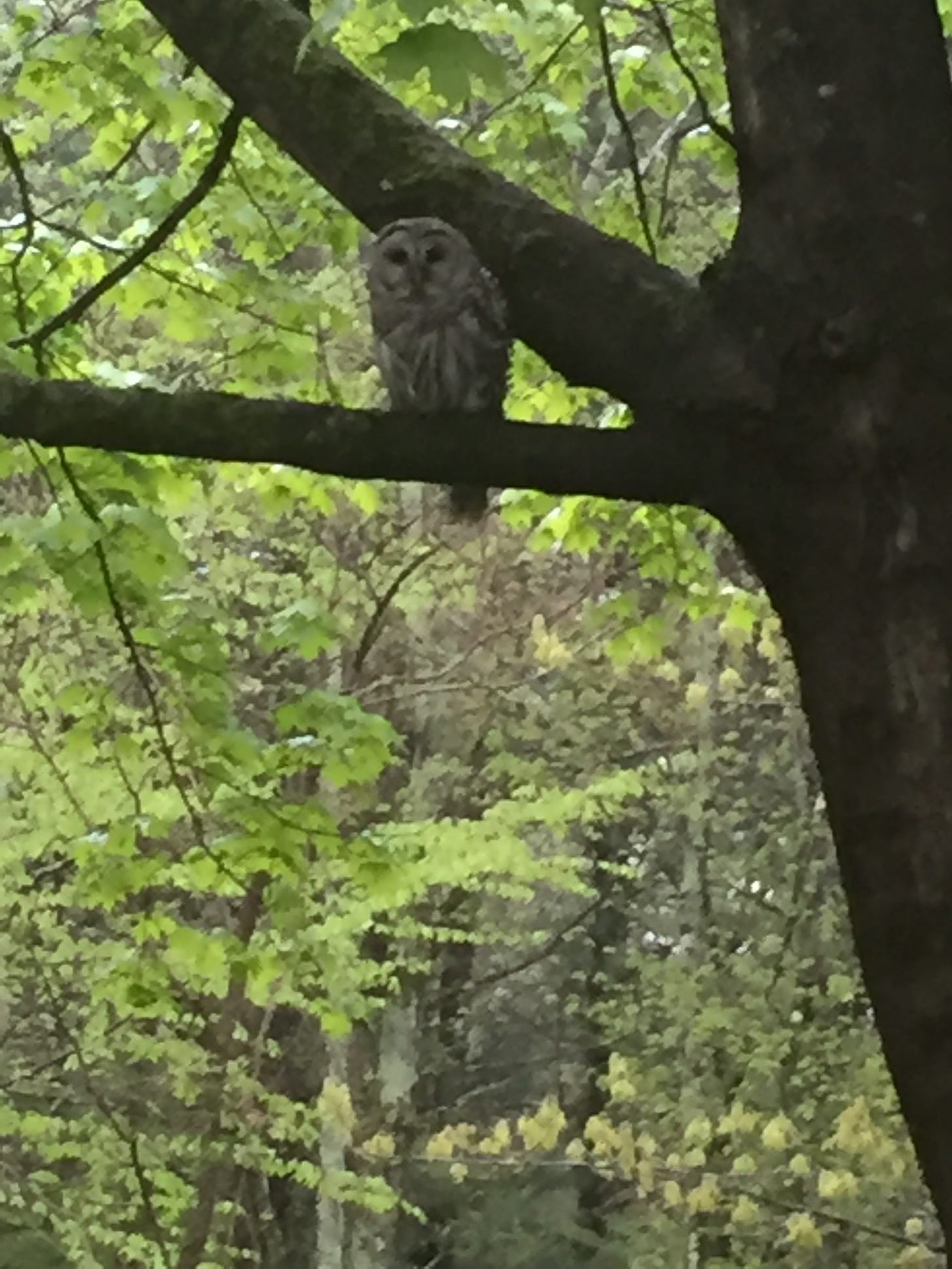A barred owl perched on a tree branch, woods in the background