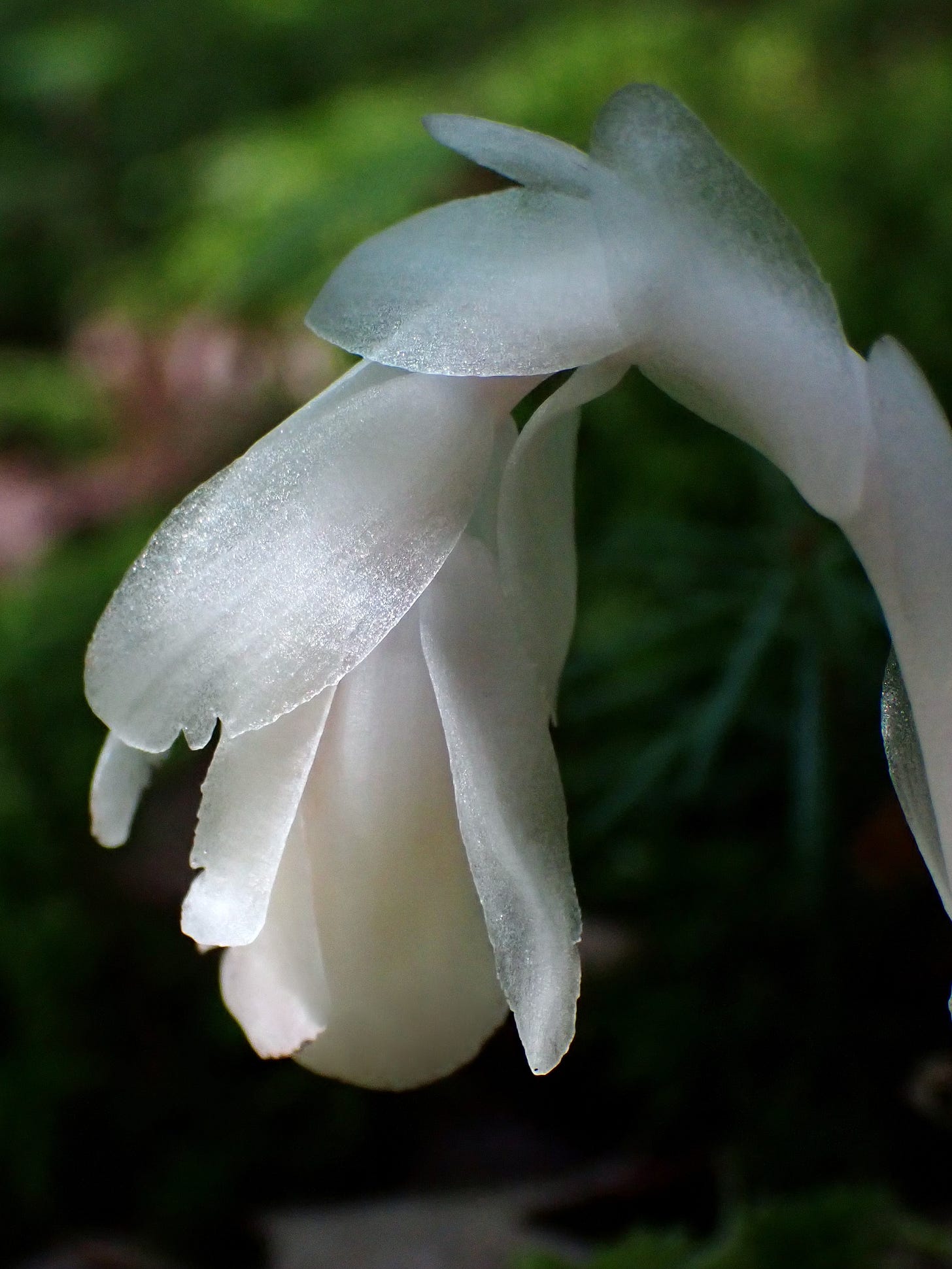 A single, iridescent Ghost Plant blossom captures a little dappled sunshine on the forest floor.