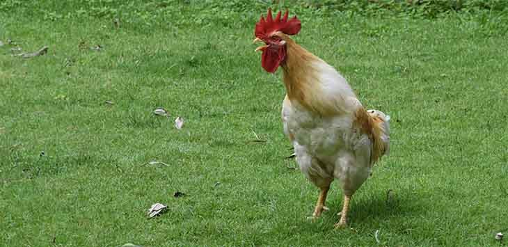 Photo of a cockerel.