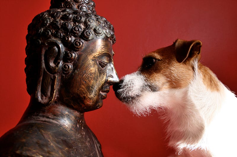 Does a Dog have Buddha Nature? – Jessica Davidson