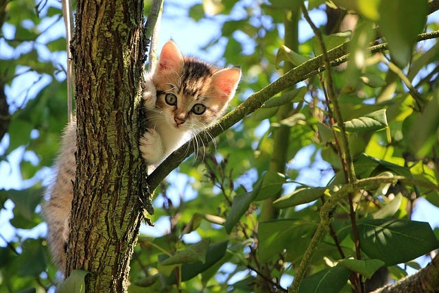Gattino curioso arrampicato su un albero tra le foglie verdi in una giornata di sole.