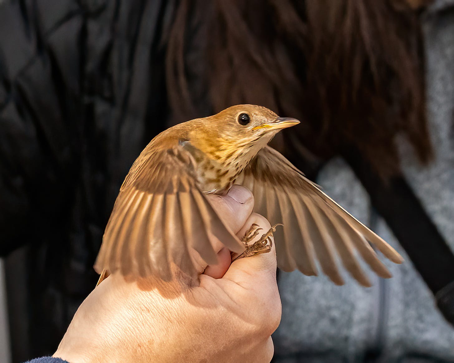 In this image a human hand holds a veery, which is flapping its wings in agitation. A veery is a rusty colored bird with speckles on its chest.