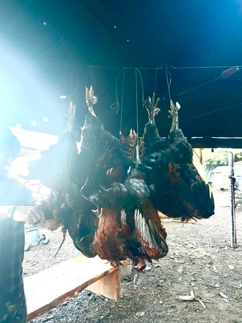 hanging up roosters for defeathering