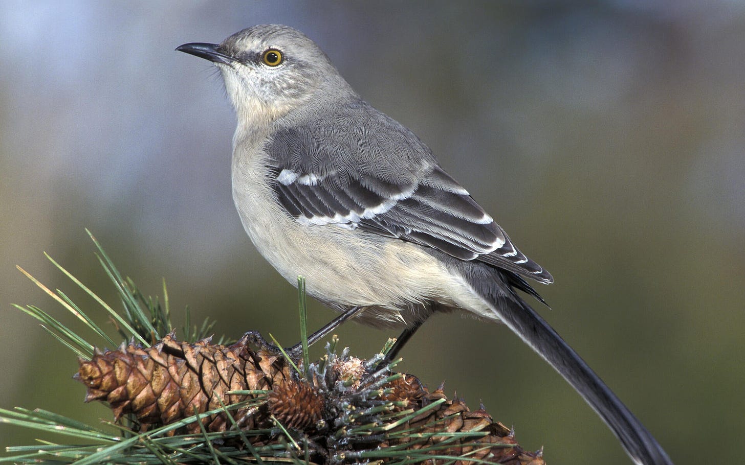 Northern Mockingbird | Audubon Field Guide