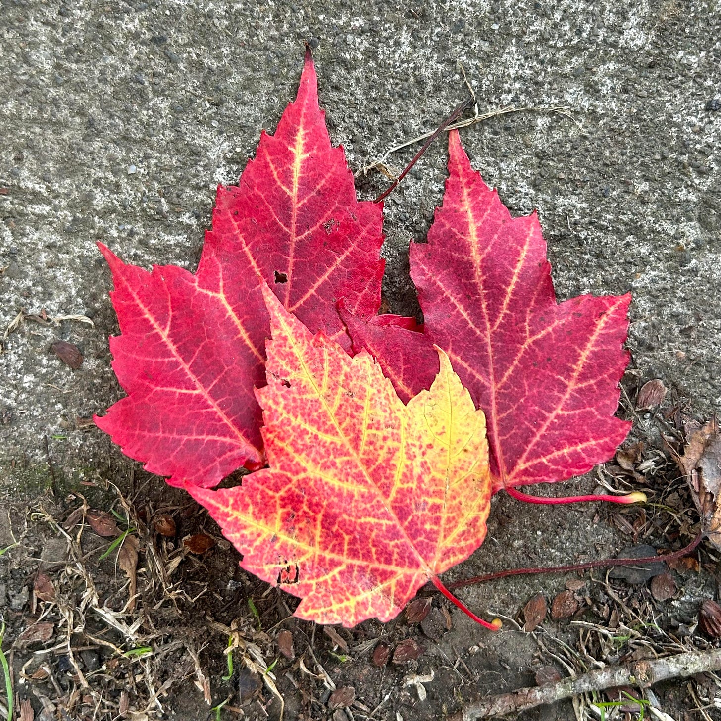 three red leaves stacked on top and beside one another on top of asphalt.