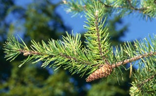 A pine cone on a branch

Description automatically generated