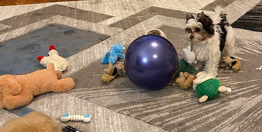 Puppy with many toys
