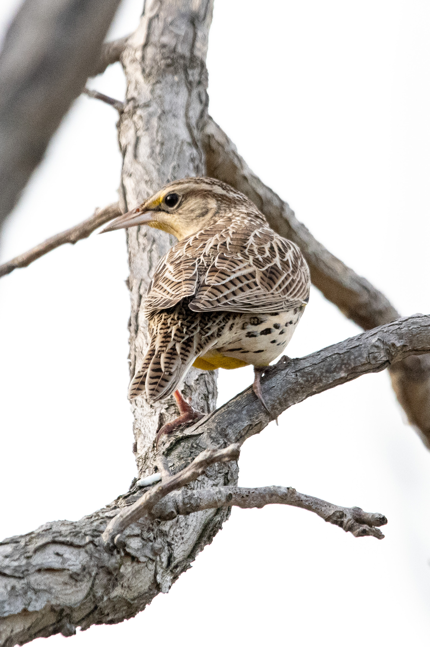 A close-up of a Western meadowlark, seen from behind so that the distinctive ladder-like pattern on its tailfeathers is visible
