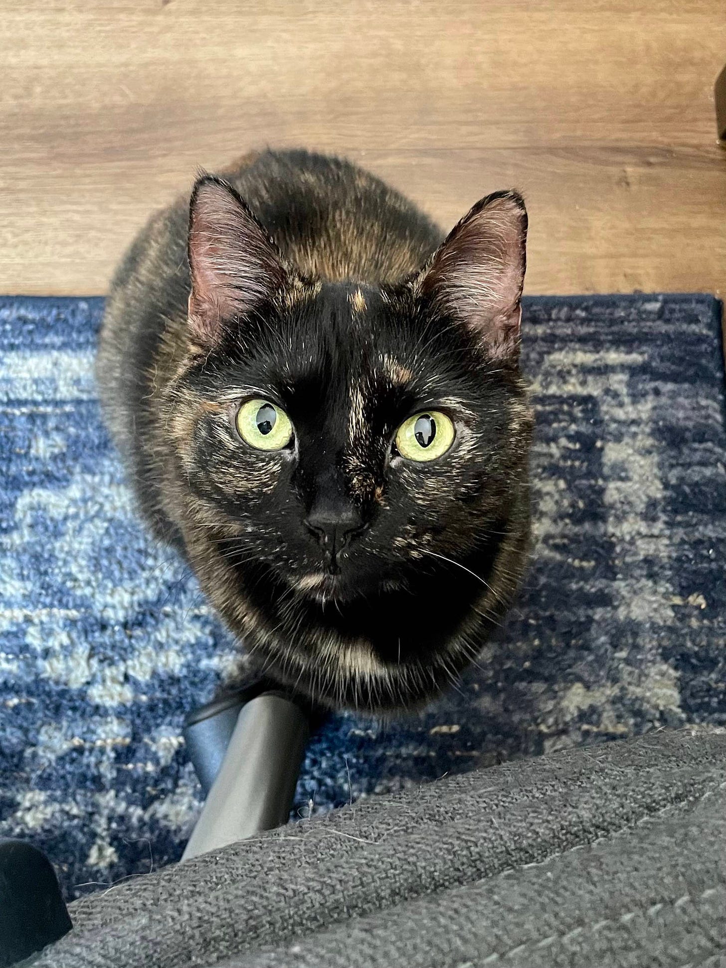 A tortie cat looking straight up, with big round eyes.