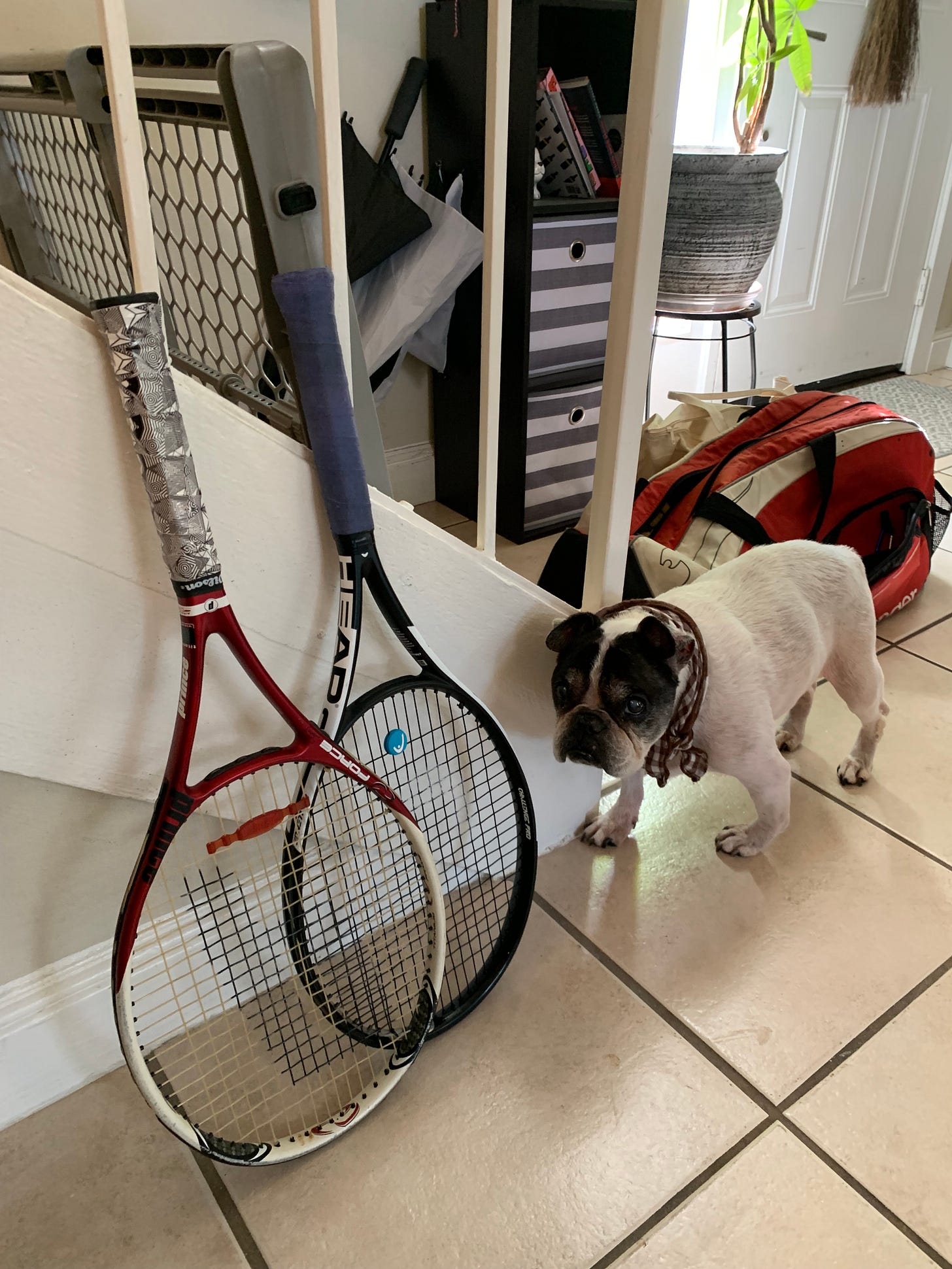 My dog lola stands next to a tennis bag and two tennis rackets