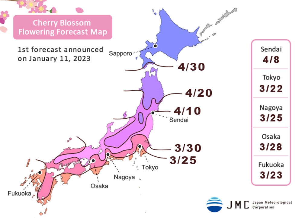 Fioritura dei Ciliegi in Giappone nel 2023: Date e Consigli