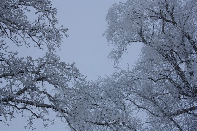 Frosty trees