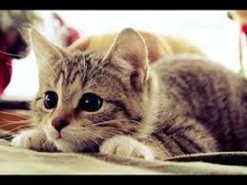 cute kitten pounce